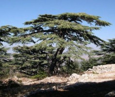 Cèdre du Liban